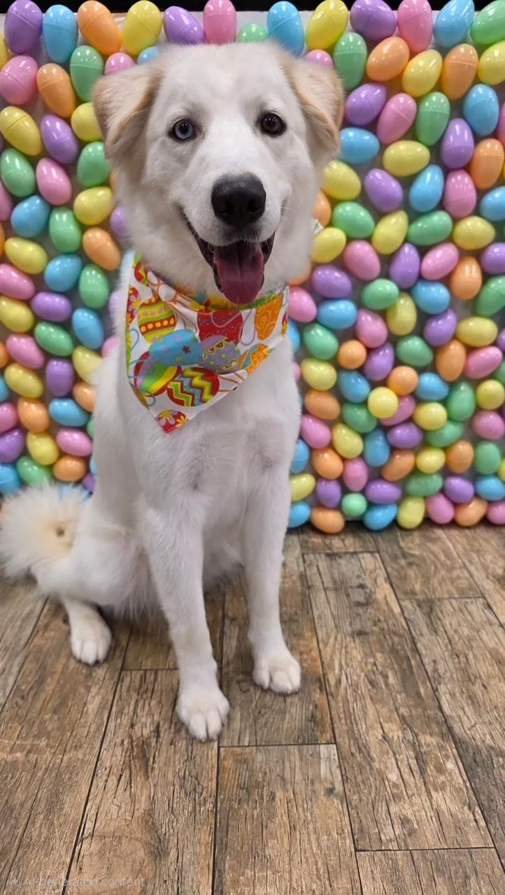 A young large-sized female White / Cream Great Pyrenees dog named Cream for adoption in Sudbury, MA