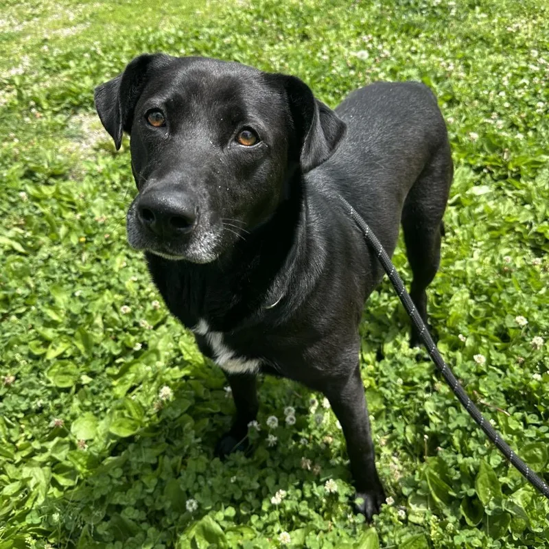 Creek And Garlic thumbnail 2