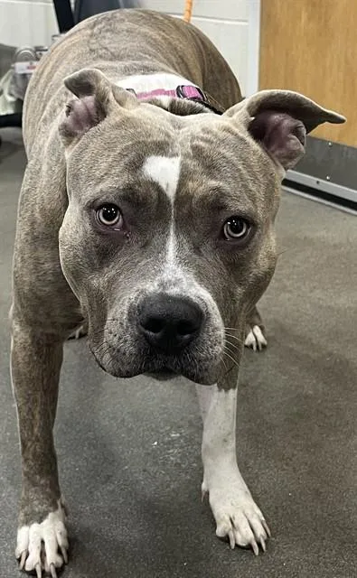 An adult large-sized female Pit Bull Terrier dog named Winnie for adoption in Upper Marlboro, MD