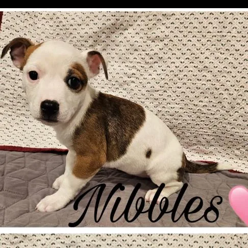 A baby small-sized female Brindle Mixed Breed dog named Nibbles for adoption in Rockville, MD