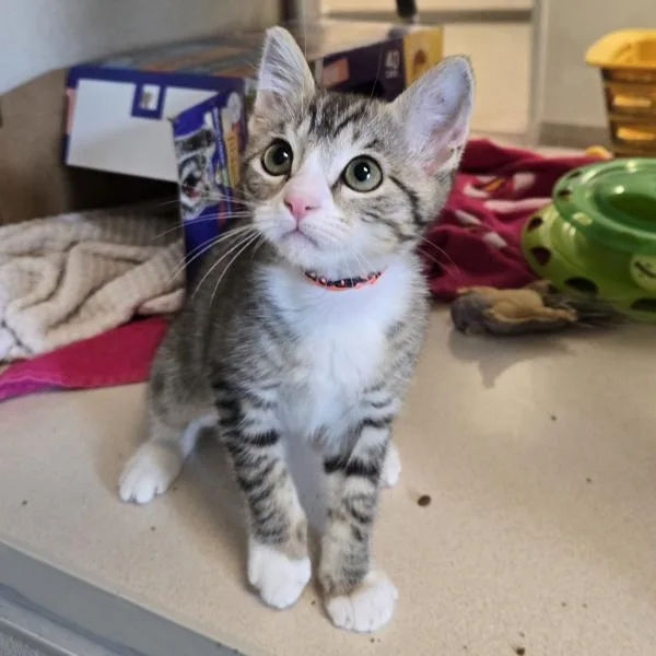 A baby small-sized female Domestic Short Hair cat named Quick Quack for adoption in Oakland, CA