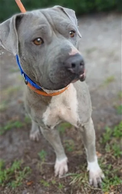 An adult large-sized male Pit Bull Terrier dog named Smokey for adoption in Fort Lauderdale, FL