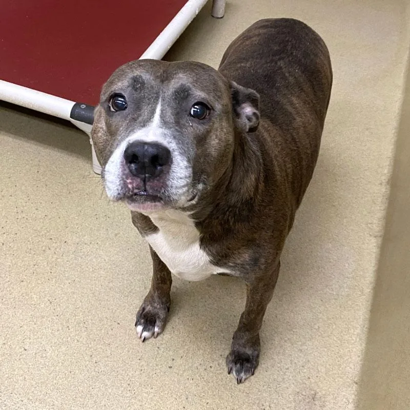 An adult medium-sized female Brindle Pit Bull Terrier dog named Maisie for adoption in Monroe, GA