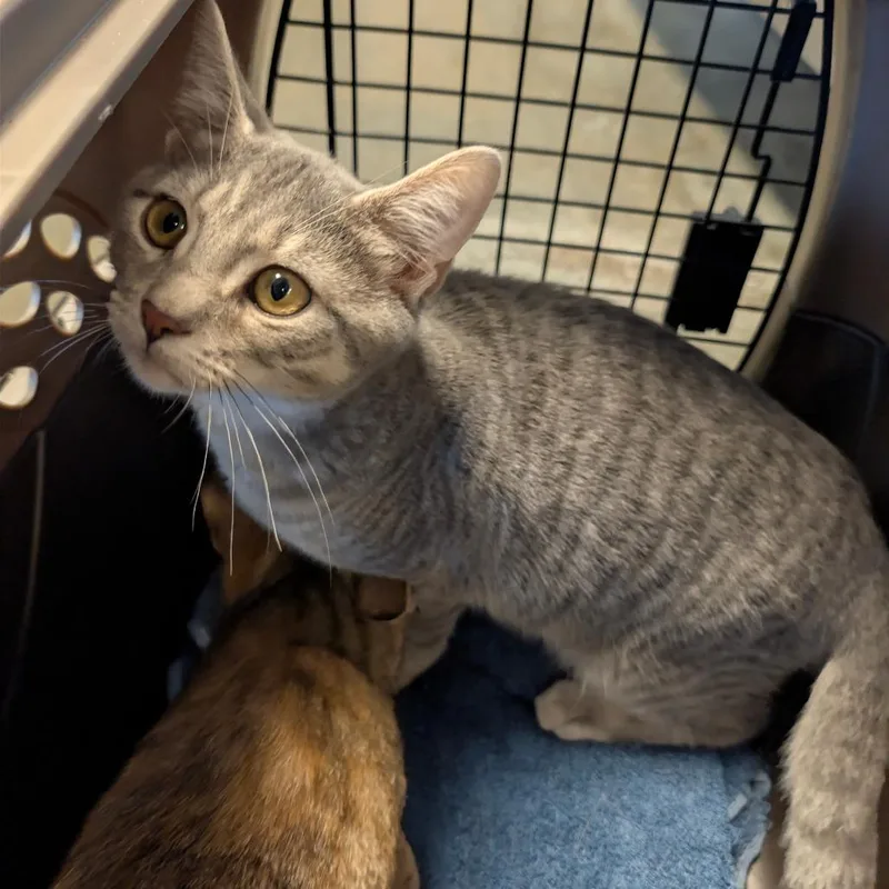 A baby medium-sized male Gray / Blue / Silver Domestic Short Hair cat named Shinx BONDED with Sprigtito for adoption in Wilmington, DE