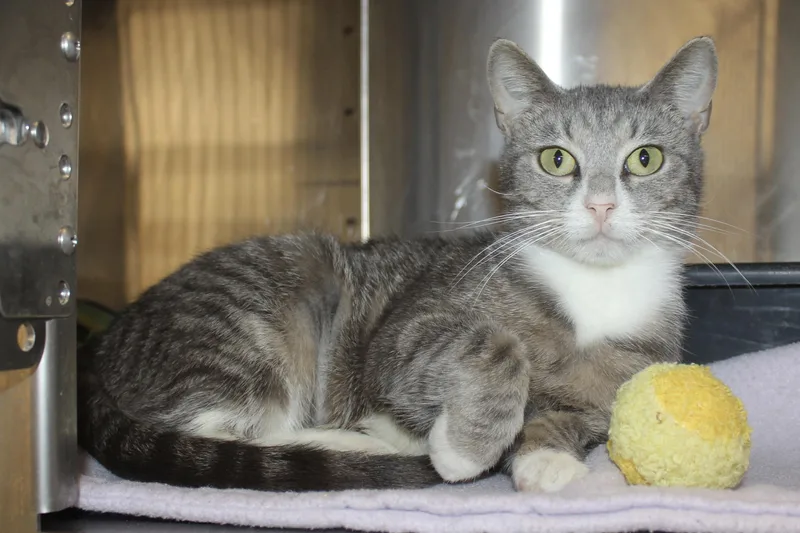 An adult small-sized female Tabby (Gray / Blue / Silver) Domestic Short Hair cat named Peppermint for adoption in Brazil, IN