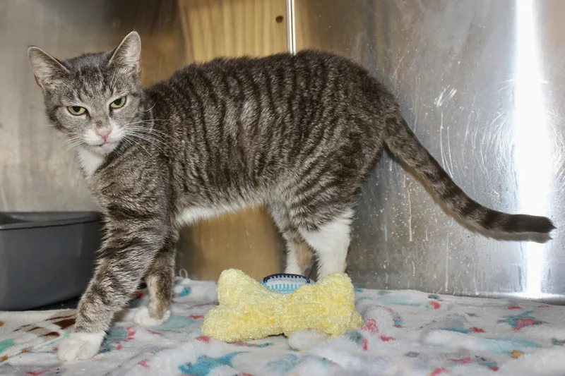 Peppermint thumbnail 2