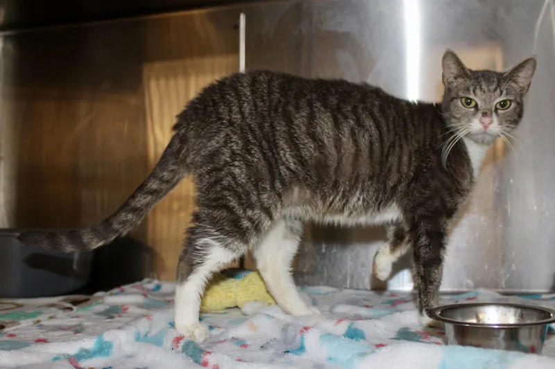 Peppermint thumbnail 3