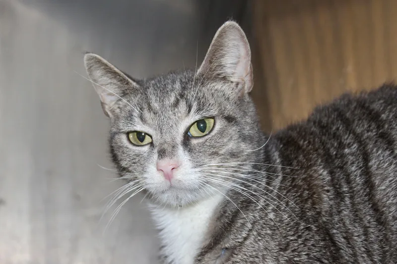 Peppermint thumbnail 4