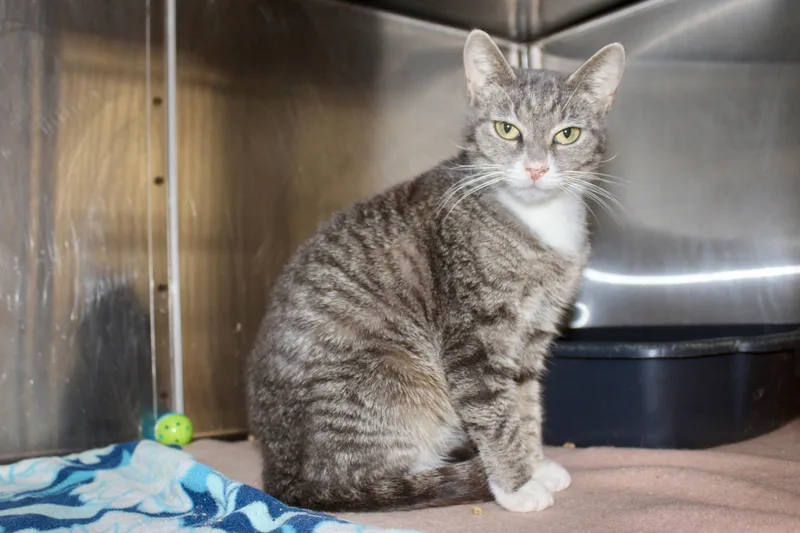 Peppermint thumbnail 5