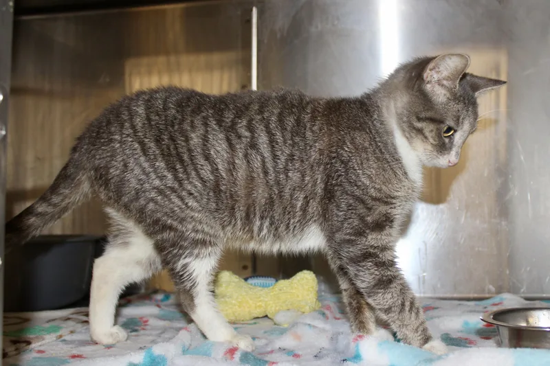 Peppermint thumbnail 6