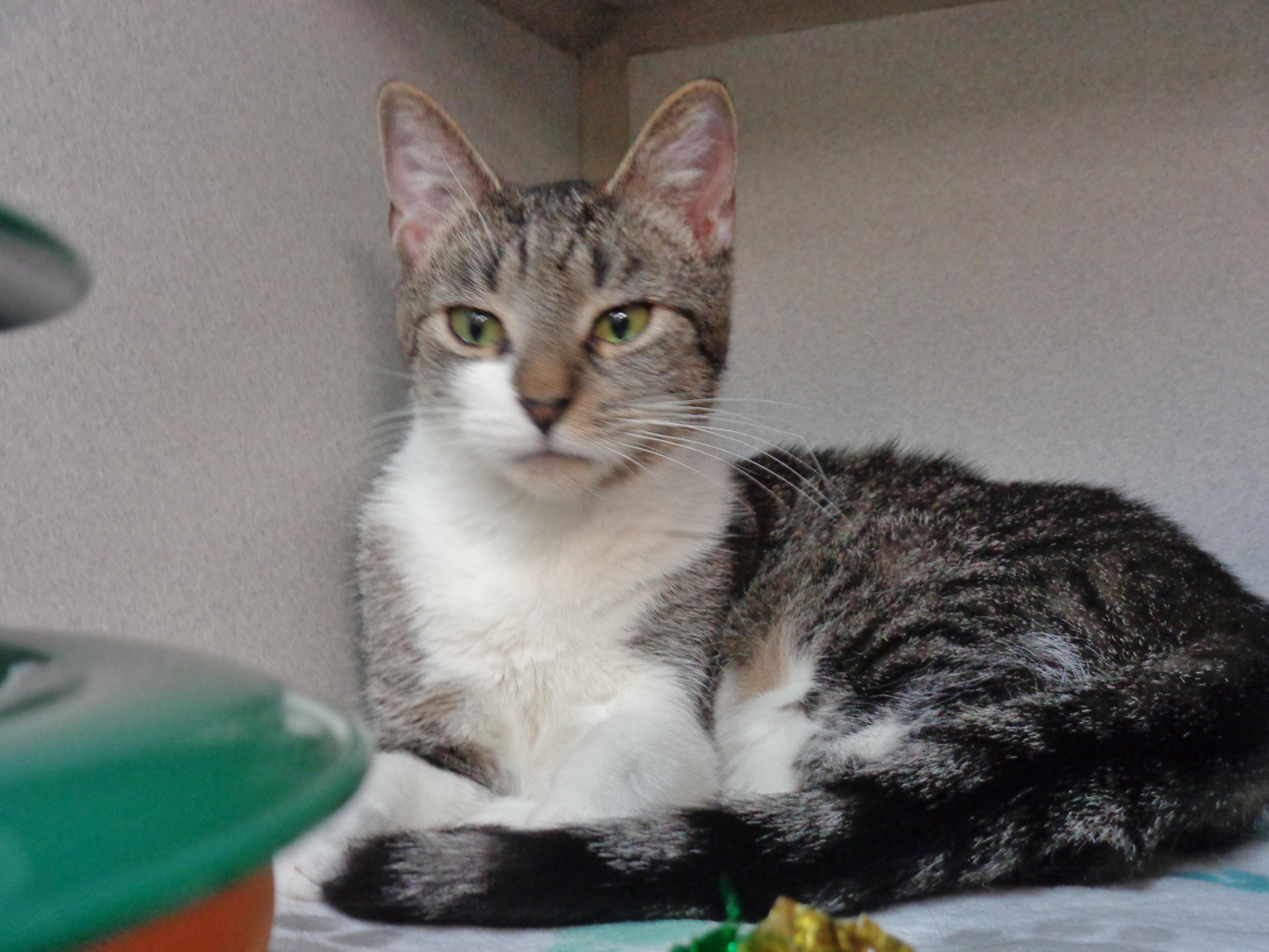 Windmill thumbnail 2