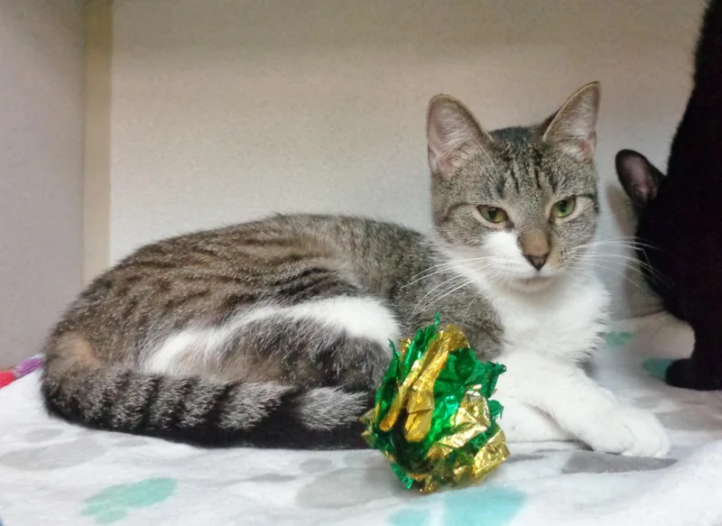 Windmill thumbnail 3