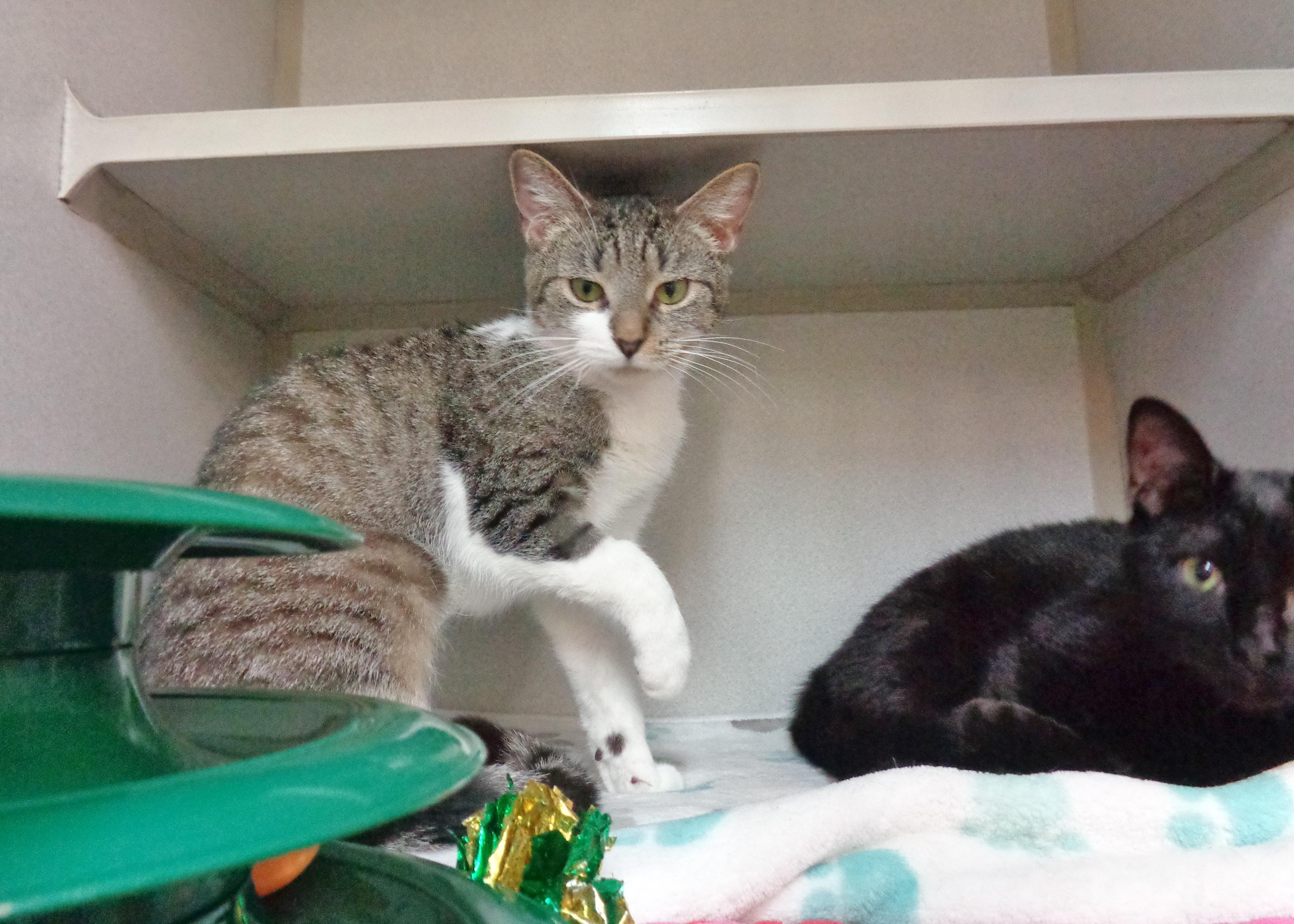 Windmill thumbnail 4