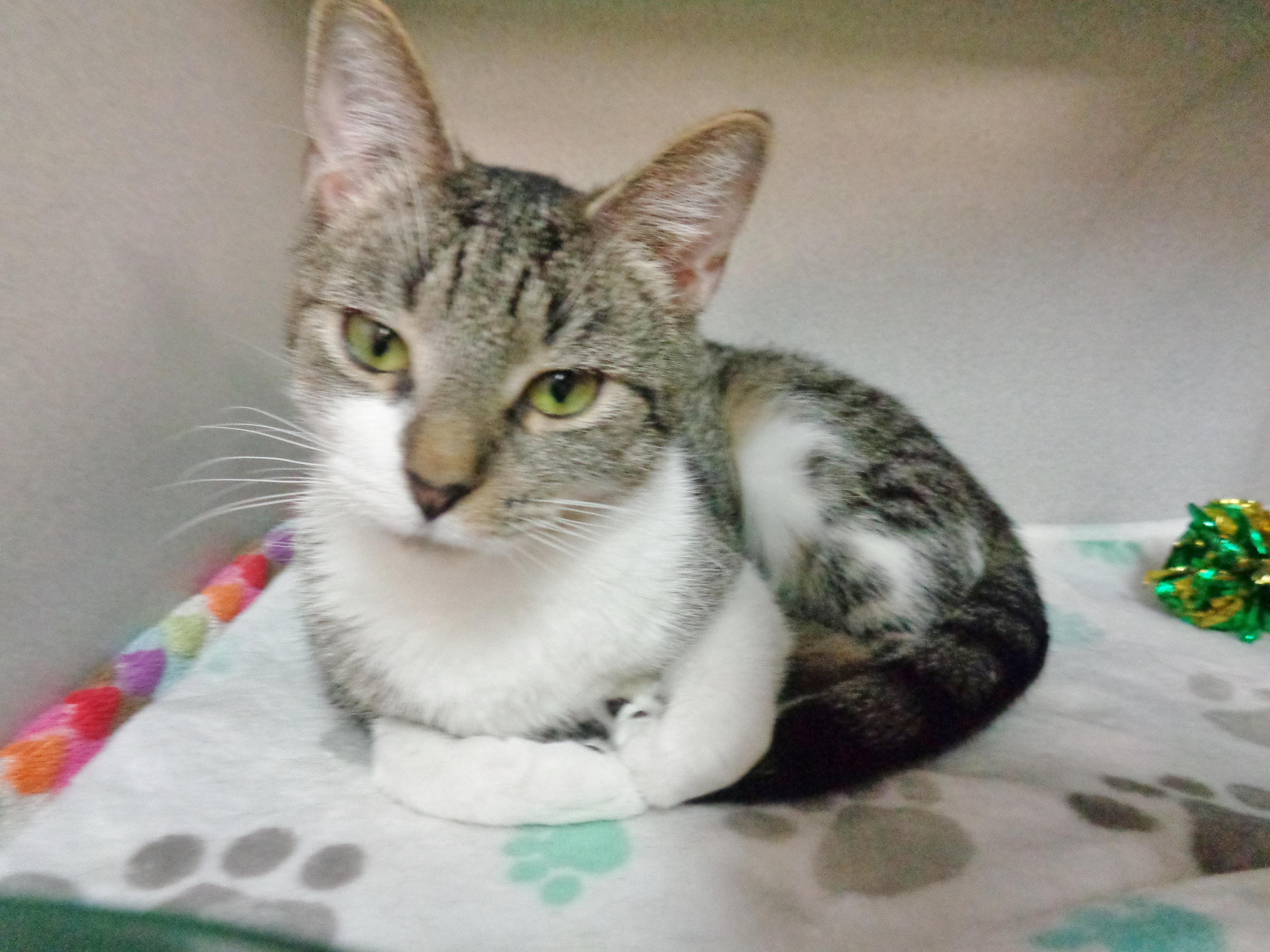 Windmill thumbnail 5