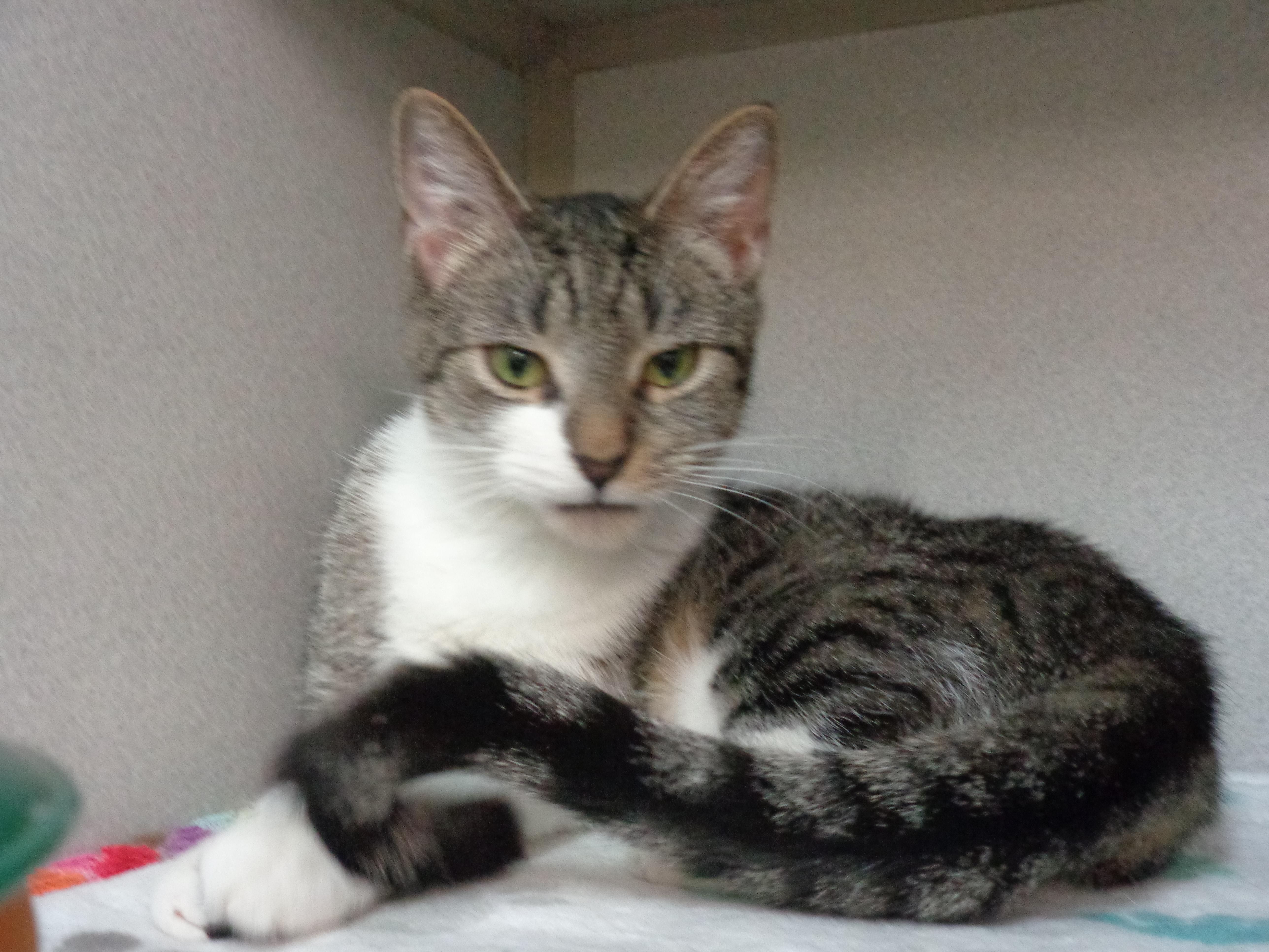 Windmill thumbnail 6