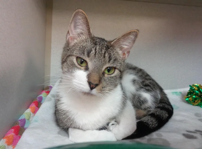 A baby small-sized female Brown / Chocolate Tiger cat named Windmill for adoption in Delhi, NY