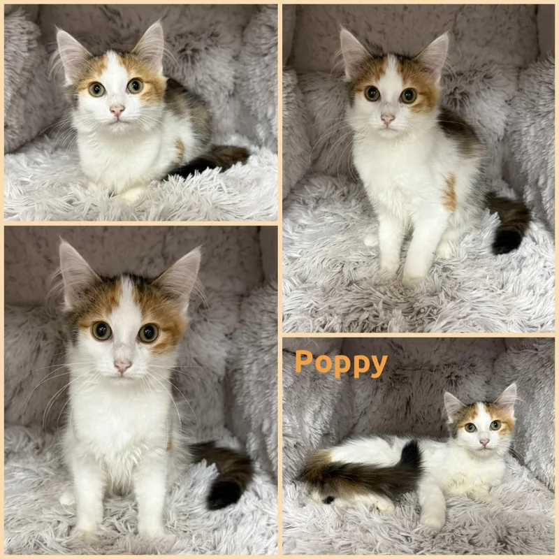 A baby small-sized female Calico Domestic Medium Hair cat named Poppy for adoption in Louisville, KY