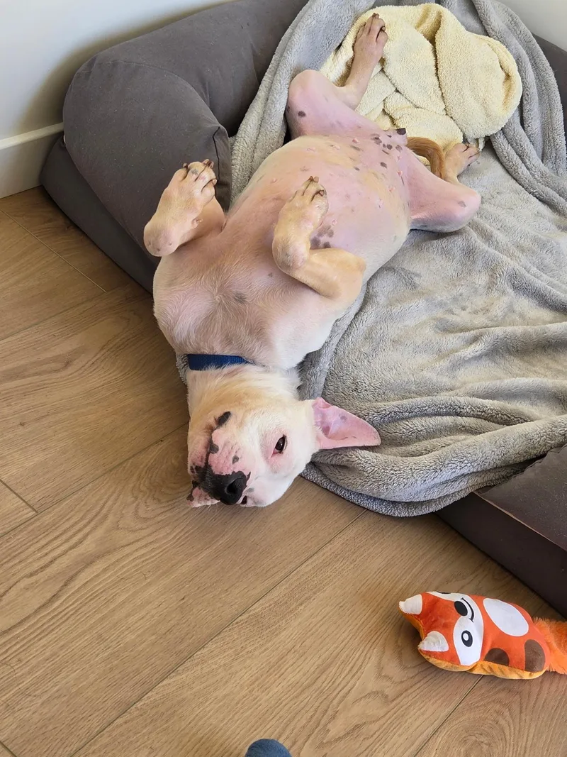 A young medium-sized female White / Cream Pit Bull Terrier dog named Pinky for adoption in Marina del Rey, CA