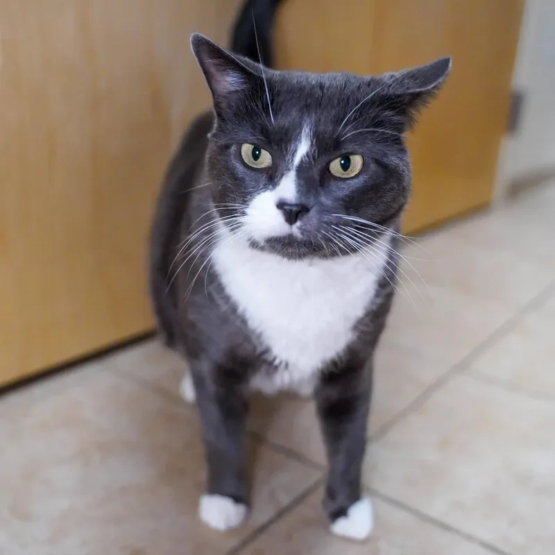 An adult small-sized male Gray / Blue / Silver Domestic Short Hair cat named Gus for adoption in Thomaston, ME