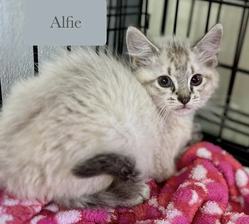 Alfie