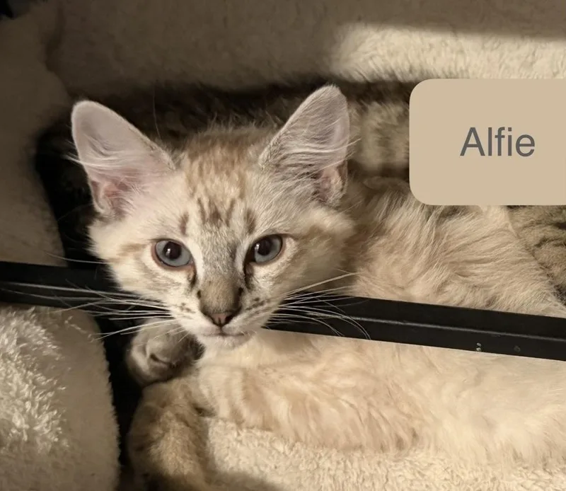 Alfie thumbnail 2