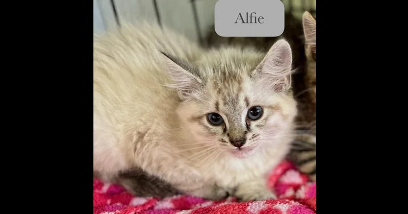Alfie thumbnail 4