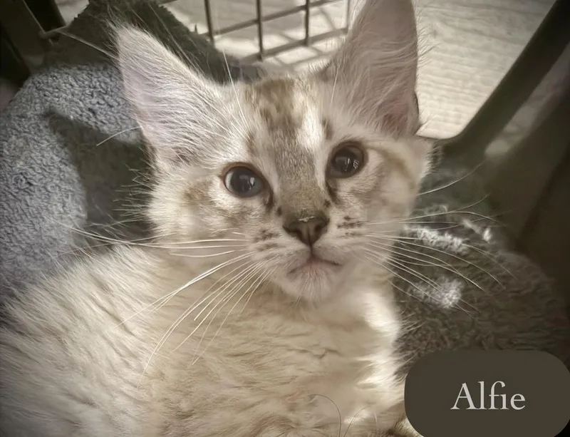 Alfie thumbnail 5