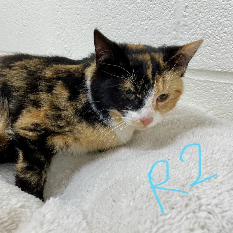 A young medium-sized female Calico Domestic Short Hair cat named Victorine for adoption in Harrisonburg, VA
