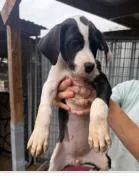 A baby medium-sized female Mixed Breed dog named Panda for adoption in West Chester, PA