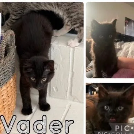 A baby small-sized male Black Domestic Medium Hair cat named Vader for adoption in Orangevale, CA