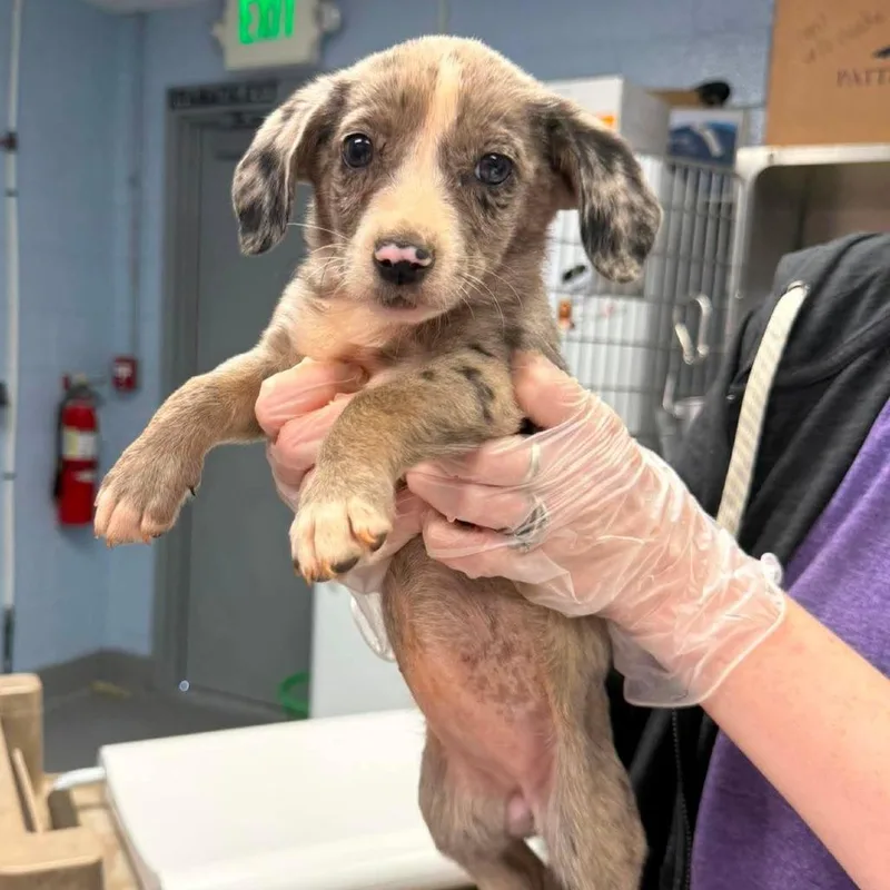 A baby medium-sized female Gray / Blue / Silver Mixed Breed dog named Divorce Daiquiri for adoption in Fredericksburg, VA