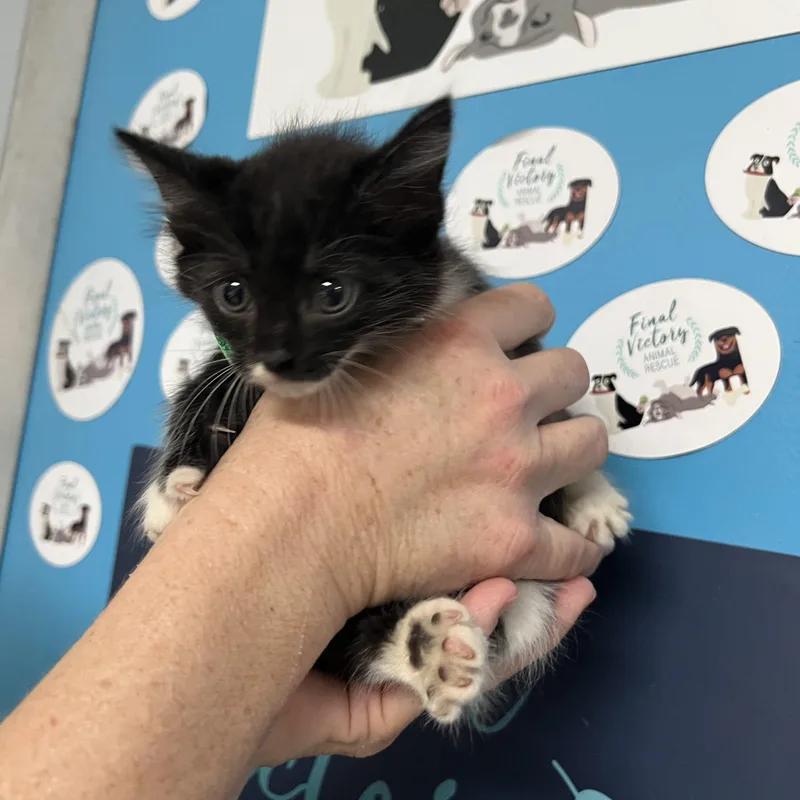 A baby medium-sized female Domestic Short Hair cat named Buttercup for adoption in Columbia, SC