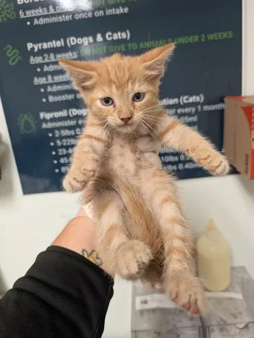 A baby small-sized male Domestic Short Hair cat named Milo for adoption in Bakersfield, CA