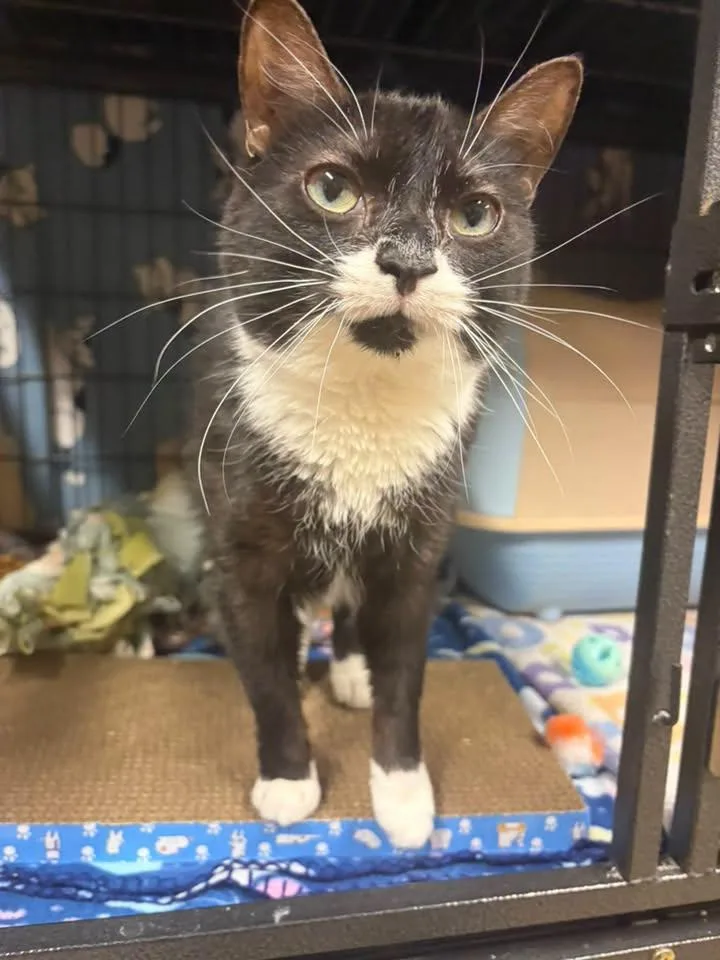 An adult medium-sized female Domestic Short Hair cat named Anna for adoption in Davenport, IA