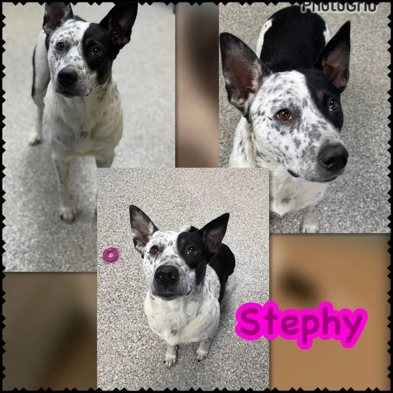Stephy