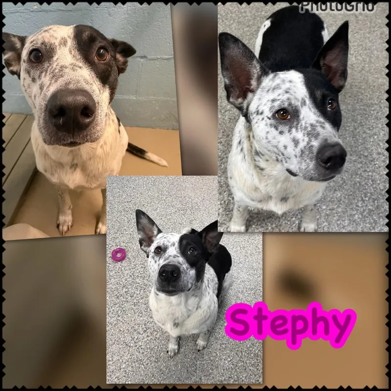 Stephy thumbnail 2