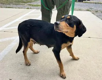 A young medium-sized female Black Mixed Breed dog named Lulu for adoption in Fernandina Beach, FL