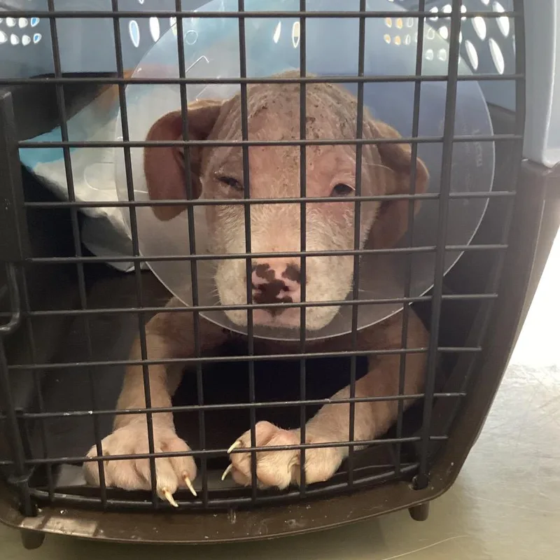A baby small-sized female Yellow / Tan / Blond / Fawn Terrier dog named Bee for adoption in Montgomery, AL
