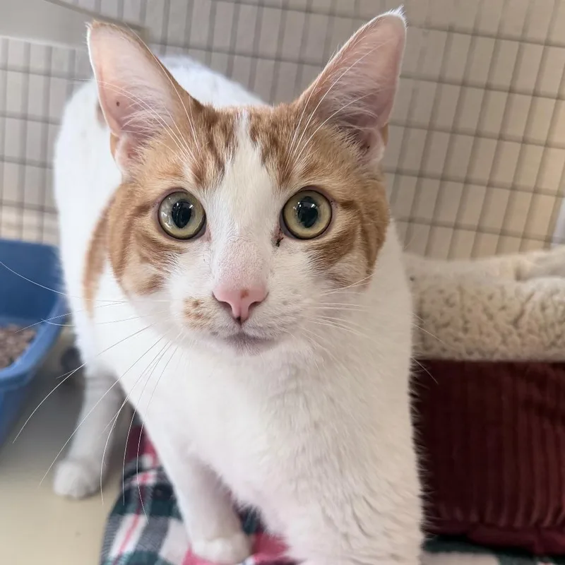 An adult large-sized male Orange / Red Domestic Short Hair cat named Spud for adoption in Medford, OR