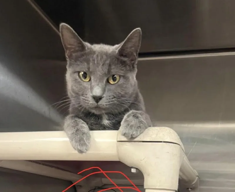An adult medium-sized female Gray / Blue / Silver Domestic Short Hair cat named Parker for adoption in Albany, WI