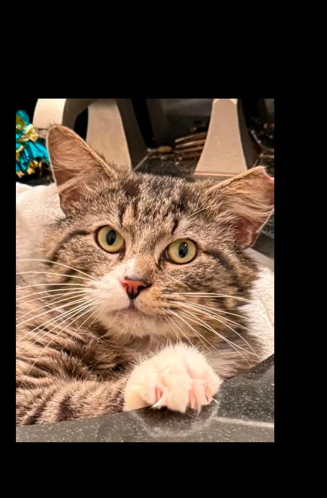 An adult medium-sized male Domestic Short Hair cat named Maxi for adoption in Harpers Ferry, WV