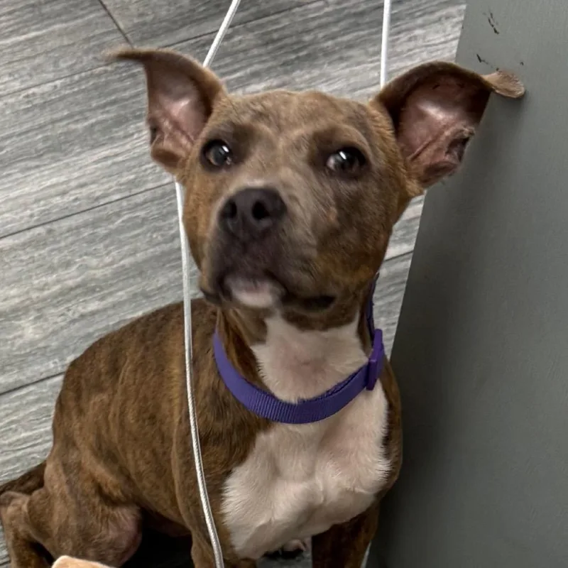 A young small-sized male Brindle Mixed Breed dog named Robert for adoption in Jacksonville, FL