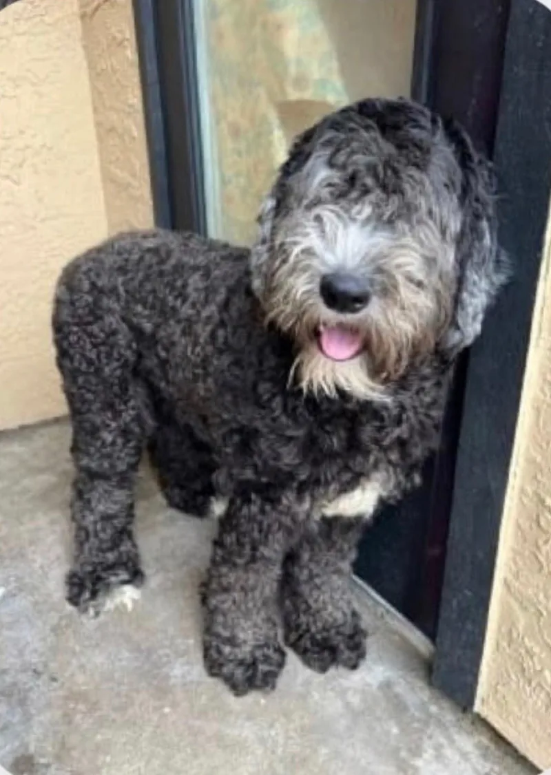 An adult medium-sized male Black Labradoodle dog named Benji for adoption in Houston, TX
