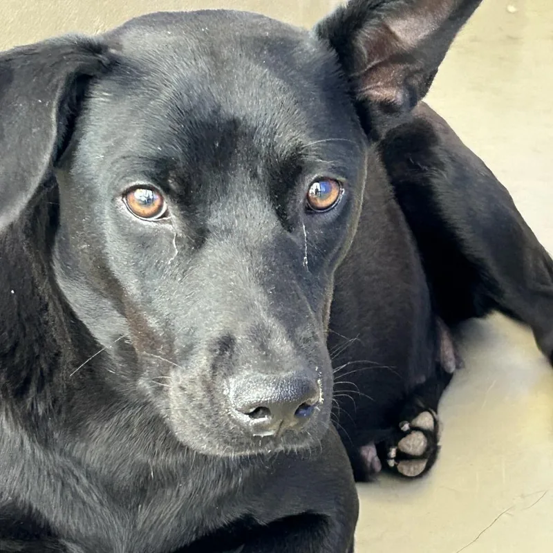 A young medium-sized female Black Black Labrador Retriever dog named Sunflower for adoption in Austin, TX