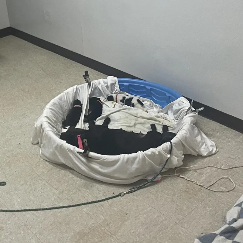 Sunflower thumbnail 2