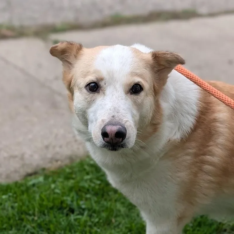 An adult medium-sized female Apricot / Beige Husky dog named Honey for adoption in Alma, MI