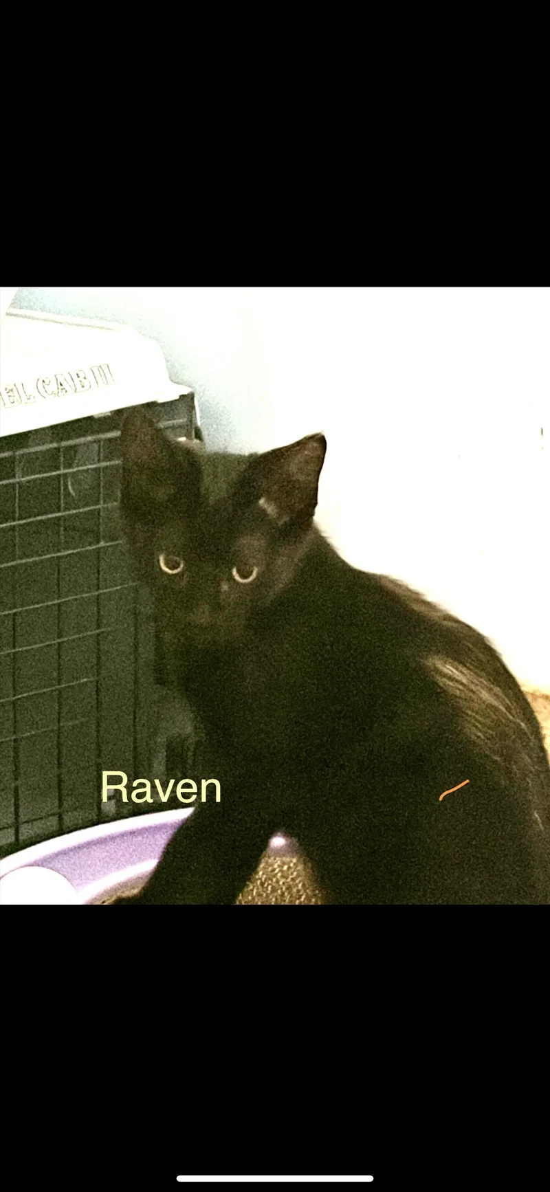 A baby small-sized female Black Domestic Short Hair cat named Raven for adoption in Rochester Hills, MI