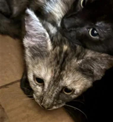 A baby small-sized female Domestic Short Hair cat named Nano for adoption in Chatsworth, CA