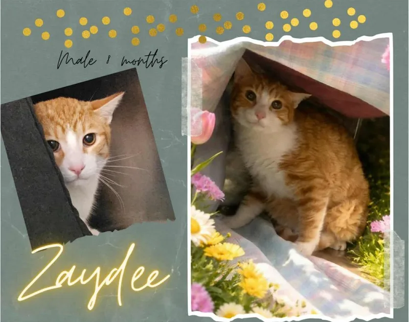 A baby large-sized male Domestic Short Hair cat named Zaydee for adoption in Blountville, TN