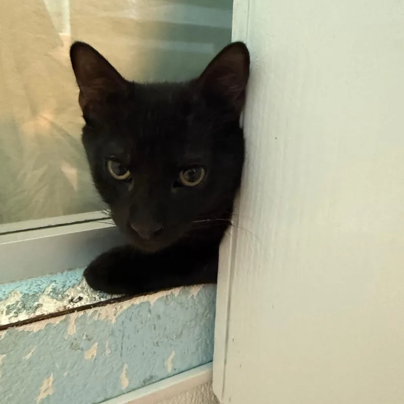 A baby medium-sized male Black Domestic Short Hair cat named Beckham for adoption in Hawthorne, CA